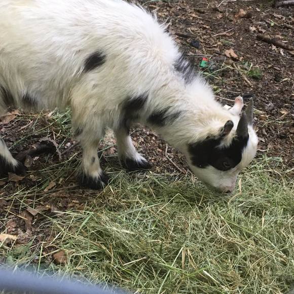 Profile Picture of Bradley Martin (@bradleymarti457) on Poshmark