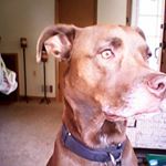 Profile Picture of lilly phillips (@lilly_phillips_choc) on Instagram