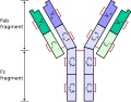 Profile Picture of Immunoglobulin light chainon Wikipedia