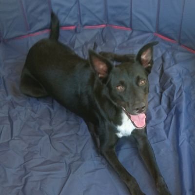 Profile Picture of Craig McVeigh (@Natoroid) on Twitter