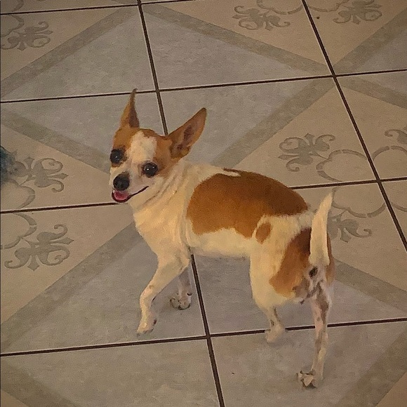 Profile Picture of Isabella Barboza (@isabarboza) on Poshmark