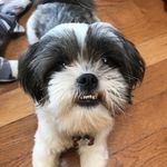 Profile Picture of joanne.dixon.07 (@joanne.dixon.07) on Instagram