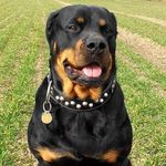 Profile Picture of Jason Steitham (@jasonsteitham) on Instagram