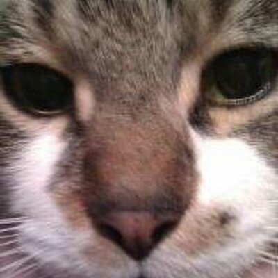 Profile Picture of Chris Pettitt (@chrispettitt50) on Twitter