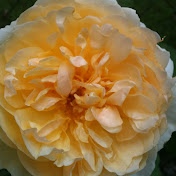 Sherry Allen - Youtube Profile Picture of Sherry Allen (@sherryallen5769) on Youtube