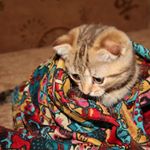 Profile Picture of janet mccormick (@janet8328qv) on Instagram