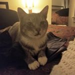 Profile Picture of Geoffrey Hamilton (@geoffreylovebug) on Instagram