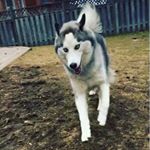 Profile Picture of Matthew Sirianni (@isirianni) on Instagram