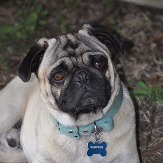 Profile Picture of Garrisons Love Pugs (@garrisons.lovepugs.1) on Facebook