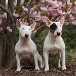 Profile Picture of Mandy Krüger-Pliquett (@nosehiders_kennel) on Instagram