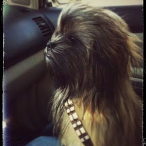 Profile Picture of Andrew (@andrewschilperoor) on Tiktok