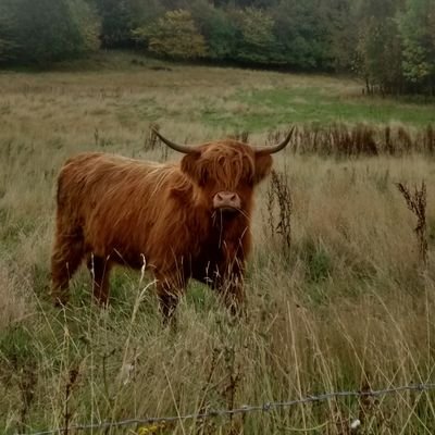 Profile Picture of Brian Okeeffe (@briannerea) on Twitter