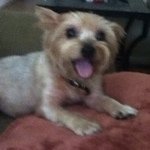 Matthew worrells Dog - Instagram Profile Picture of Matthew worrells Dog (@benji3214) on Instagram