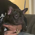 Profile Picture of Bryan lopez (@blessedoutbullies) on Instagram