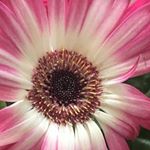 Profile Picture of Ruby McKenna (@ruby.photography123) on Instagram