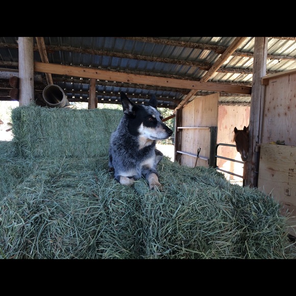 Profile Picture of Alice Carter (@muzzy11) on Poshmark