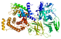 Profile Picture of Calpain-2 catalytic subuniton Wikipedia