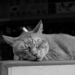 Profile Picture of Ray Wong (@rayw0829) on Flickr