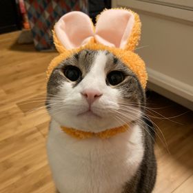 Profile Picture of Kristy Huang (@Kristyfhuang) on Pinterest