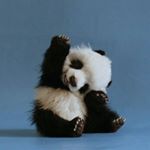 Profile Picture of Nickolas wright🐼 (@nickolas_wright123) on Instagram
