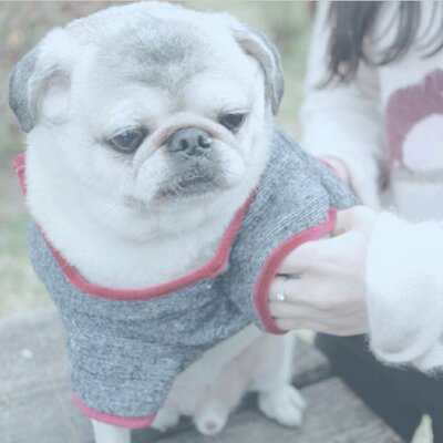 Profile Picture of Hokwayuen (@PaulaYuen1) on Twitter