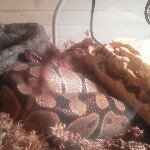 Profile Picture of 3helmsclifford (@3helmsclifford) on Instagram