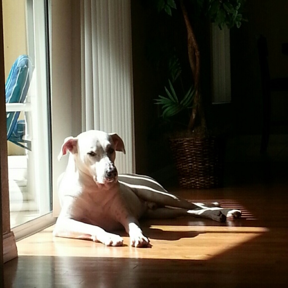 Profile Picture of Yamirca Vazquez (@yamircavaz) on Poshmark