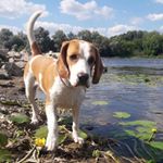 Profile Picture of Gloria's diary📓 (@gloria_the_beagle) on Instagram