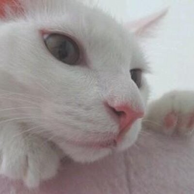 Profile Picture of 김은수 (@Mong_Jo) on Twitter