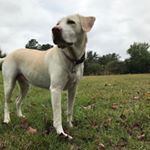 Profile Picture of Kevin Ammons (@1old.coot) on Instagram