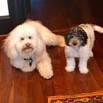 Profile Picture of joseph ojeme (@josemurino) on Instagram