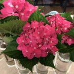 Profile Picture of Kim Allain (@supersugar99) on Instagram