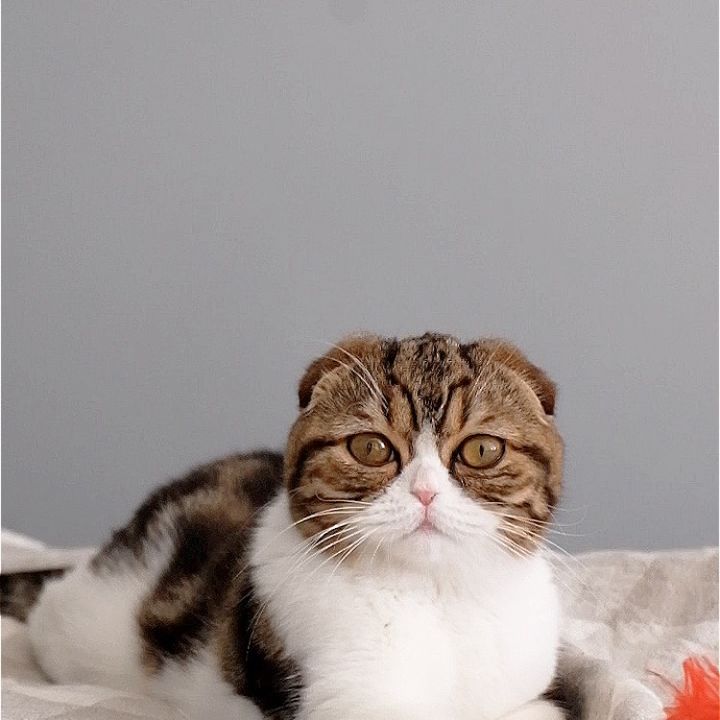 Profile Picture of Simon Ling (@simonloplop) on Tiktok