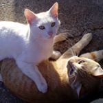 Profile Picture of . (@crystal_wintermoon) on Instagram