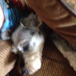 Profile Picture of Heidi Renee Hodges (@heidi_the_schnauzer) on Instagram