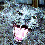 Profile Picture of Preston Brock (@preston922) on Flickr