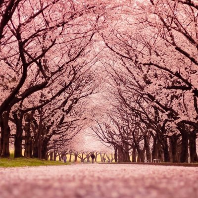 Profile Picture of Zhou'xing (@XingZhouxing35) on Twitter