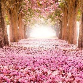 Profile Picture of Deborah Power (@deborahborland) on Pinterest