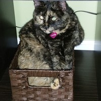 Roseann Gibson - Quora Profile Picture of Roseann Gibson (@roseann-gibson) on Quora