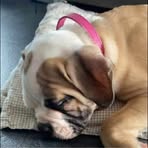 Profile Picture of Joshua Schäfer (@Joshua-Schäfer) on Facebook