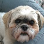 Profile Picture of 🐶Teddy Theodore Stokes🐶 (@teddy._.stokes) on Instagram