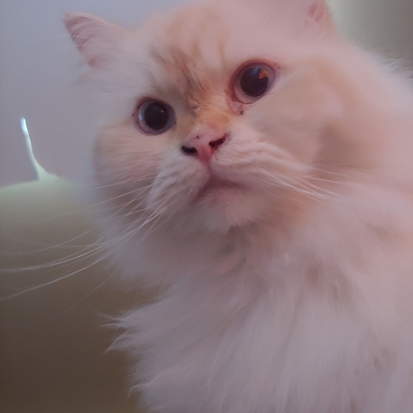 Profile Picture of Marie-anne Talbot (@mtalbot6) on Poshmark