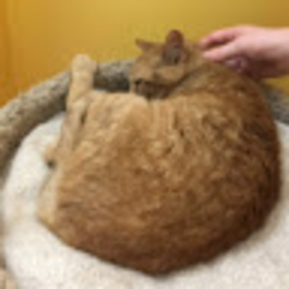 Profile Picture of Anna Bookstaber (@anna_bookstaber) on Poshmark