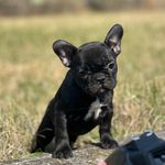 Profile Picture of ɪ ᴄᴜᴄᴄɪᴏʟɪ ᴅɪ ʙᴇᴛᴛʏ (@icucciolidibetty) on Instagram