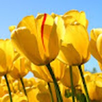 Profile Picture of Pamela Gurule (@pamela-gurule-1) on Quora