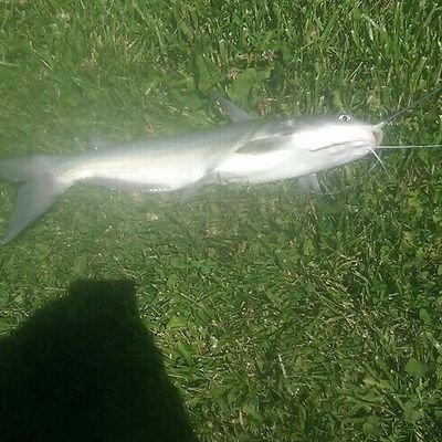 Profile Picture of Nathan Birchfield (@NathanBirchfie1) on Twitter