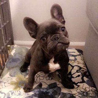 Profile Picture of Julia Benson (@julias_french_bulldogs_of_new_) on Instagram