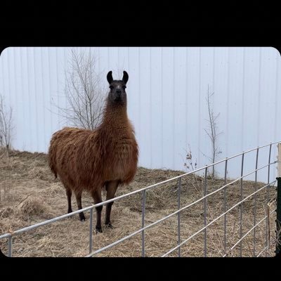 Profile Picture of Cheyenne Silvers (@Cheyenn30930326) on Twitter