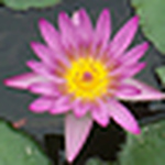 Profile Picture of Alia Chi Yee Cheng (@our times) on Flickr