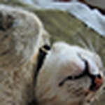 Profile Picture of Dennis Walker (@Ddub2011) on Flickr